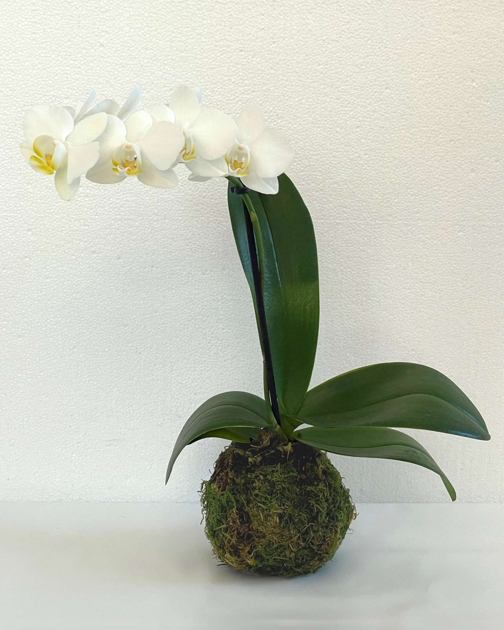 Kokedama Orchidea